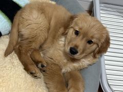 -瑞派宠物医院·犬猫全科·猫友好(宾水西道店)