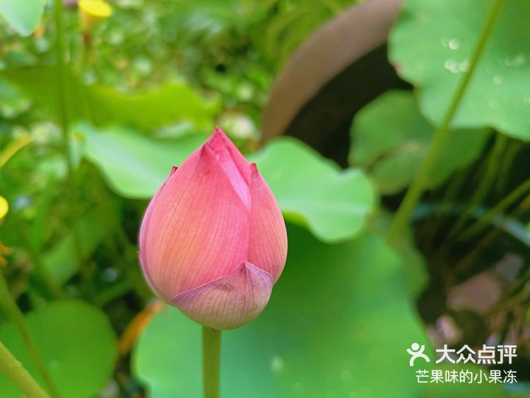 一起享受大自然的美宣平十里荷花 -大众点评