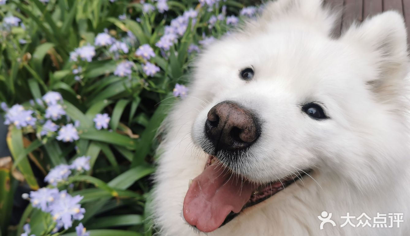 带着狗狗去远方🌞