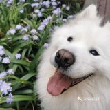 带着狗狗去远方🌞