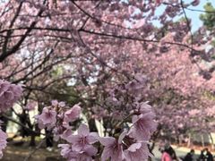 -武汉大学-樱园