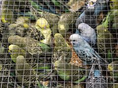 -青石桥花鸟鱼虫市场(叠翠城店)