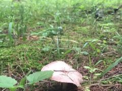 -长虫山生态公园风景林