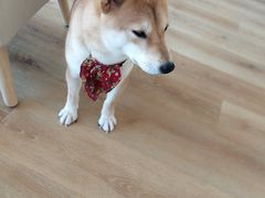 -柴犬小屋·柴餐厅·狗咖食堂(金鼎广场店)