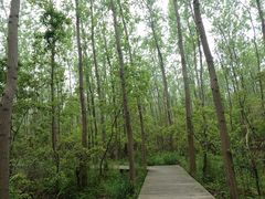 -合肥滨湖国家森林公园