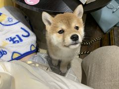 -逗柴咖啡屋·狗咖猫咖宠物桌游