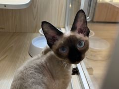 -十年猫舍·猫咪专门店(普陀店)