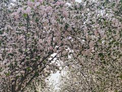 -洛阳市隋唐城遗址植物园
