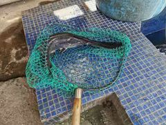 鸭嘴鱼-鸿渡渔庄·特色鸭咀鱼