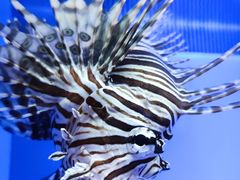 -上海海洋水族馆
