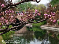 -海棠花溪(元大都城垣遗址公园)