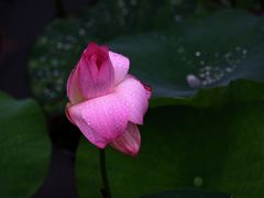 -陈家山荷花公园