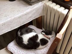 -海边的猫和咖啡馆