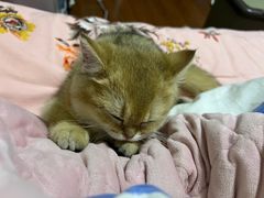 -喵zoo家庭繁育猫舍(尖东智能花园店)