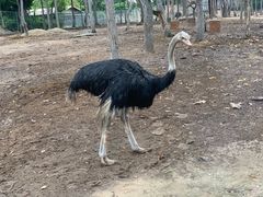 -清迈夜间动物园