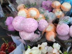 -溪岸路花鸟市场