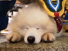 -more than meow吴止猫主题餐厅(承德 中船汇店)