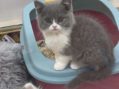-糯米喵星人总部直营旗舰店·猫舍·幼猫出售