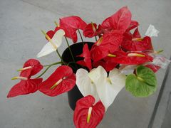 -上海鲜花港