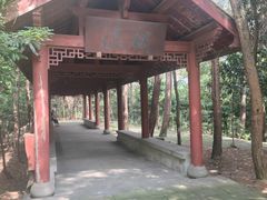 -铁山坪森林公园