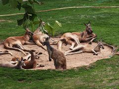 -西霞口神雕山野生动物世界