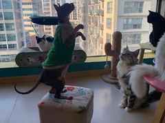 -猫在这儿猫咪咖啡馆·撸猫馆