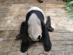 -深圳野生动物园