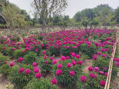 -曹州牡丹园