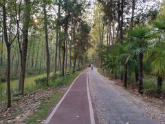 -合肥滨湖国家森林公园