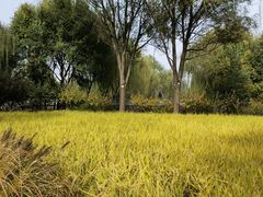 -北坞公园