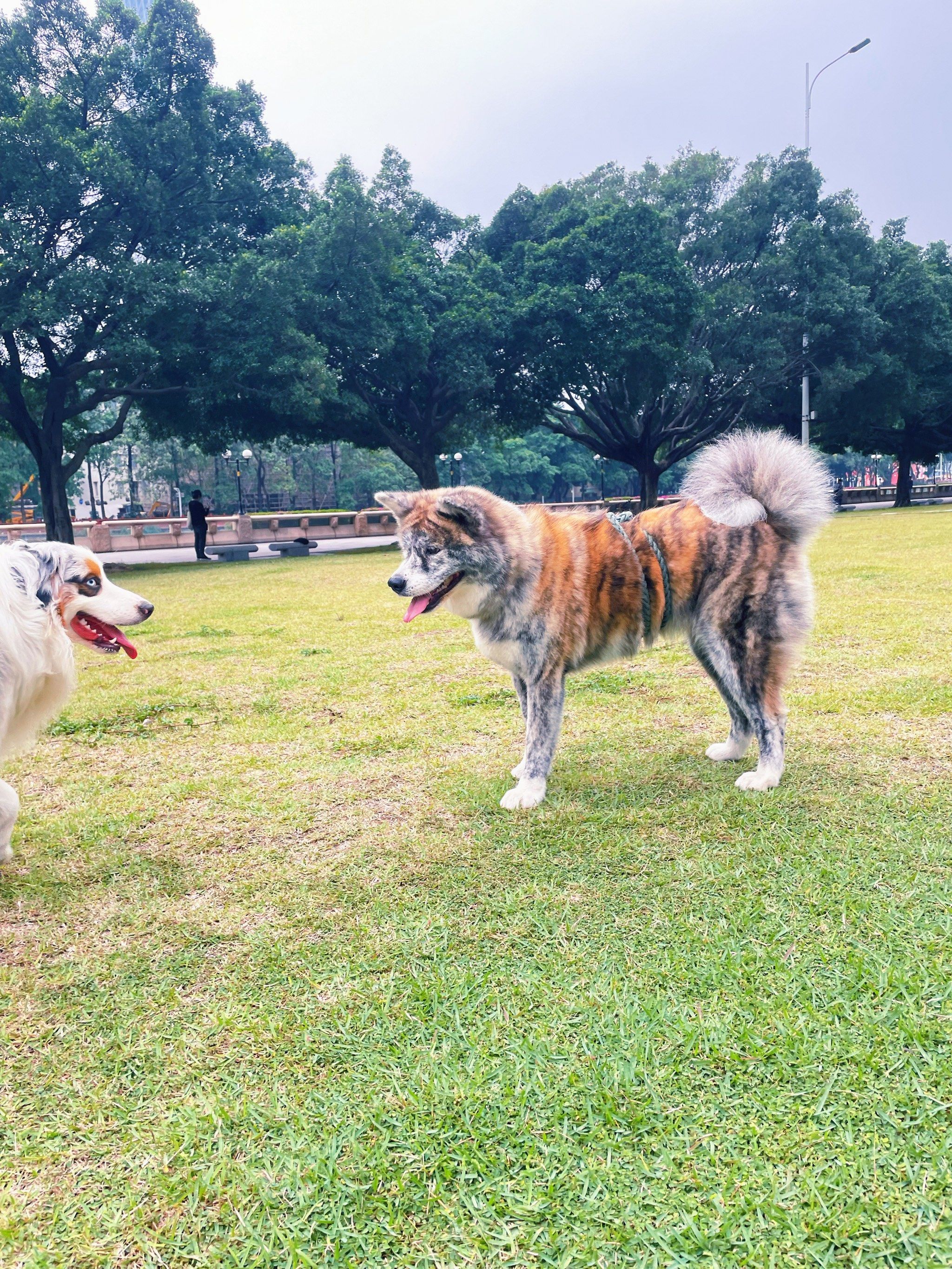 广州宠物友好公园 -临江带状公园[调皮]