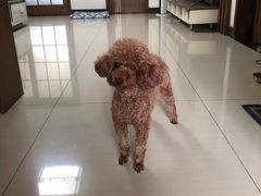 -宠福鑫康馨动物医院·骨科·眼科