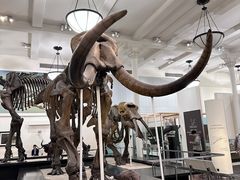 -美国自然历史博物馆