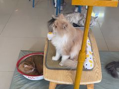 -平行世界·猫咖(首经贸店)