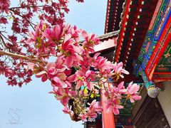 -天津大悲禅院
