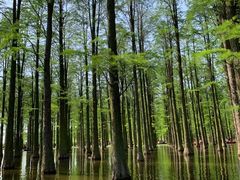 -渌洋湖湿地公园