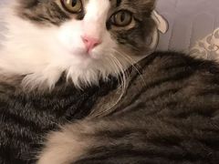 -宠颐生宠物医院·犬猫全科·皮肤科(商业街店)