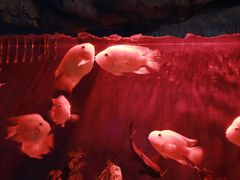 -洛阳龙门海洋馆