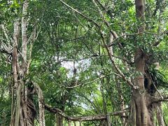 -中国科学院西双版纳热带植物园