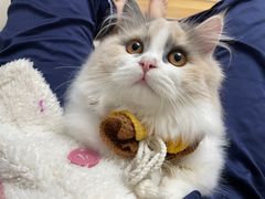 -志龙皇冠吃货椰子铺