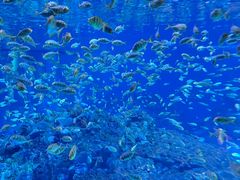 -海合安成都极地海洋公园