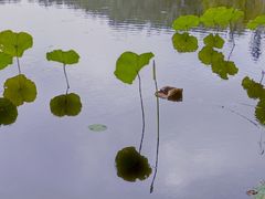 -东郊湿地公园