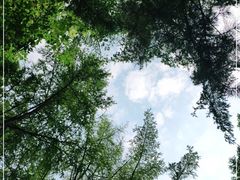 -黑龙江省森林植物园