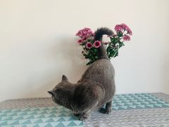 -米斯特比萨(光华桥凯德MALL天津湾店)