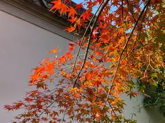 -秋霞圃