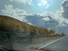 -乌兰布统景区-白桦林