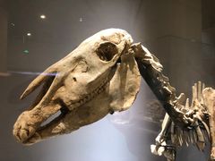 -国家自然博物馆