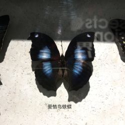-七巧国萌宠乐园(龙湖天街店)