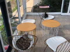-有猫主题·治愈系猫咖(曾厝垵店)
