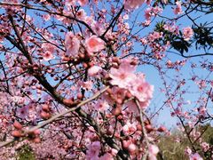 -白塘生态植物园